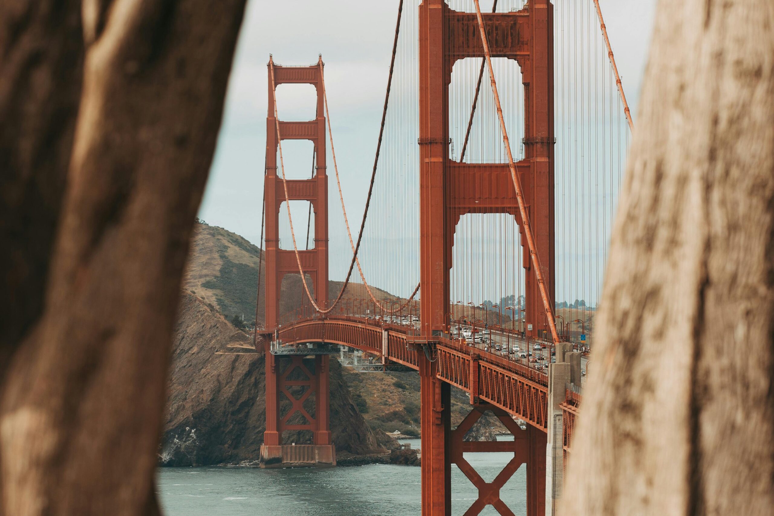 Conservation et stockage du laurier : garder l&rsquo;arôme du laurier frais et séché